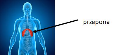 przepona 1