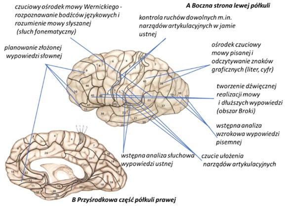 Logopeda online zaprasza dzieci i dorosłych na zajęcia