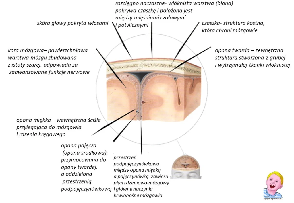 Logopeda online zaprasza na terapię dzieci i dorosłych